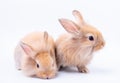 Two little brown rabbit with long ears look relax and stay isolated on white background Royalty Free Stock Photo