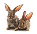 Two little brown rabbits are sitting