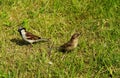 Two little birds in the grass. Royalty Free Stock Photo