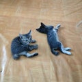 Two little cats on the floor Royalty Free Stock Photo