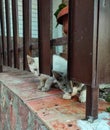 two little cats are hiding behind a fence Royalty Free Stock Photo
