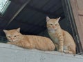 The two little cats looked for life below. Royalty Free Stock Photo