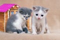 Two little cats near the toy house Royalty Free Stock Photo