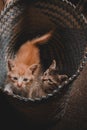 Two little cats playing in the basket Royalty Free Stock Photo