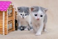 Two little cats are playing near the toy house Royalty Free Stock Photo