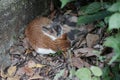 Two little cats sleep Royalty Free Stock Photo