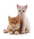 Two little cats. Royalty Free Stock Photo