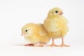 Two little chicken broiler isolated on white