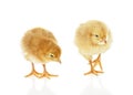 Two little chicken isolated on white background Royalty Free Stock Photo