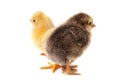Two little chicken isolated on white background Royalty Free Stock Photo