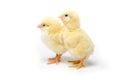 Two Little chicken isolated on white background