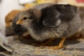 Two little chickens on the floor close-up Royalty Free Stock Photo