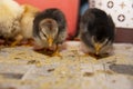 Two little chickens on the floor close-up Royalty Free Stock Photo