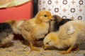 Two little chickens on the floor close-up Royalty Free Stock Photo