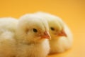 Two little chicks close up