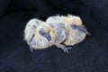 Two little chicks dove Royalty Free Stock Photo