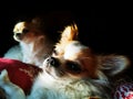 Two little chihuahuas are resting Royalty Free Stock Photo