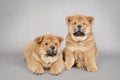 Two little Chow chow puppies Royalty Free Stock Photo