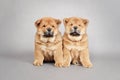 Two little Chow chow puppies portrait