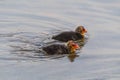 Two little coot chicks swimming in the lake