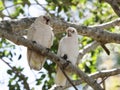 Two Little Corellas (Cacatua sanguinea)