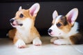 Two little corgi dogs Royalty Free Stock Photo