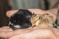 Two little cute baby chicks sitting on the hand. Royalty Free Stock Photo