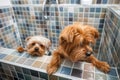 Two little cute and beautiful purebred Yorkshire Terrier dogs they`re trying to escape from the bathtub because they don`t want to Royalty Free Stock Photo