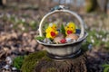 Two little, cute chick in an Easter basket with eggs. Royalty Free Stock Photo