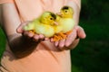 Two little cute duckling sit on palms of hands Royalty Free Stock Photo