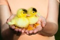 Two little cute duckling sit on palms of hands Royalty Free Stock Photo