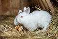 Two little cute fluffy white rabbits are eating corn in a cage. Life on the farm Royalty Free Stock Photo