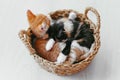 Two little cute kittens cozy sleep in a wicker basket. Domestic animals life. Royalty Free Stock Photo