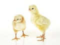 Two little cute newborn yellow baby chickens on white background Royalty Free Stock Photo