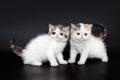 Two little cute Peridian kittens Royalty Free Stock Photo