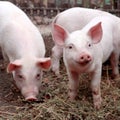 Two little cute pigs on the farm.