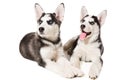 Two little cute puppy of Siberian husky dog with blue eyes isolated Royalty Free Stock Photo