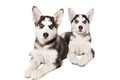 Two little cute puppy of Siberian husky dog with blue eyes isolated Royalty Free Stock Photo