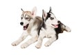 Two little cute puppy of Siberian husky dog with blue eyes isolated Royalty Free Stock Photo