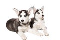 Two little cute puppy of Siberian husky dog with blue eyes isolated Royalty Free Stock Photo