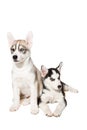 Two little cute puppy of Siberian husky dog with blue eyes isolated Royalty Free Stock Photo