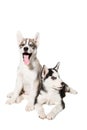 Two little cute puppy of Siberian husky dog with blue eyes isolated Royalty Free Stock Photo