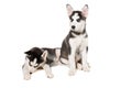 Two little cute puppy of Siberian husky dog with blue eyes isolated Royalty Free Stock Photo