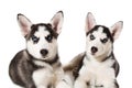 Two little cute puppy of Siberian husky dog with blue eyes isolated Royalty Free Stock Photo