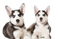 Two little cute puppy of Siberian husky dog with blue eyes isolated Royalty Free Stock Photo