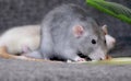 two little cute rats on gray couch Royalty Free Stock Photo