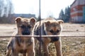 Two little cute stray dogs are sitting alone behind bars