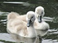 Two little swans swimming on a lake Royalty Free Stock Photo