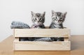 Two cute kittens Royalty Free Stock Photo