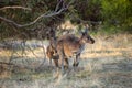 Two little cute wild kangaroos graze in the forest, stand among trees Royalty Free Stock Photo